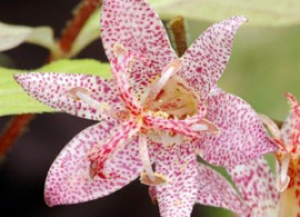tricyrtis setouchiensis